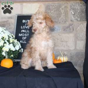 Sunshine, Mini Labradoodle Puppy