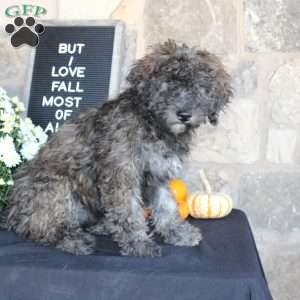 Sundae, Mini Labradoodle Puppy