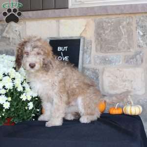 Sunset, Mini Labradoodle Puppy