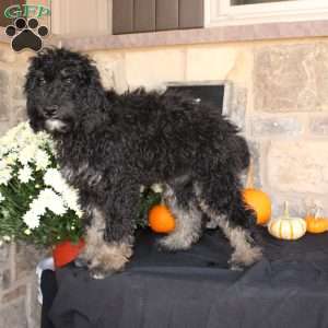 Johnson, Mini Labradoodle Puppy