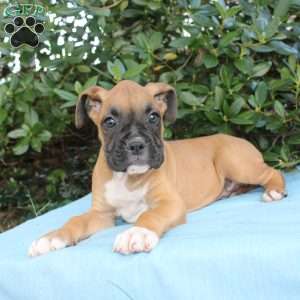 Mack, Boxer Puppy
