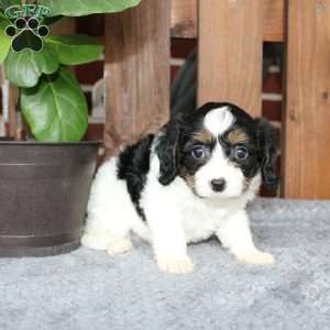 Ava, Cavapoo Puppy
