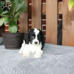 Ace, Cavapoo Puppy