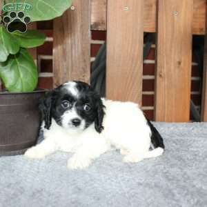 Abby, Cavapoo Puppy