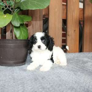 Alex, Cavapoo Puppy