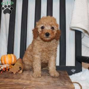 Pam, Mini Goldendoodle Puppy