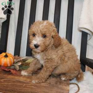 Polly, Mini Goldendoodle Puppy