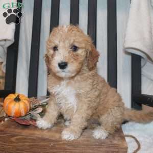 Penelope, Mini Goldendoodle Puppy