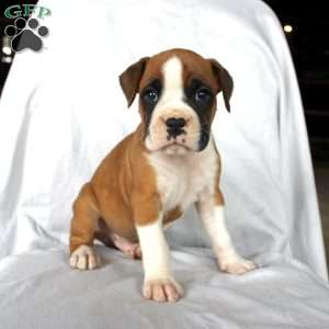 Billy, Boxer Puppy