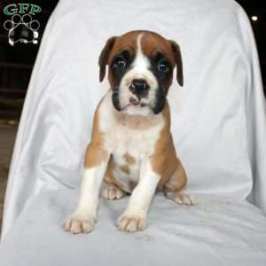Beauty, Boxer Puppy