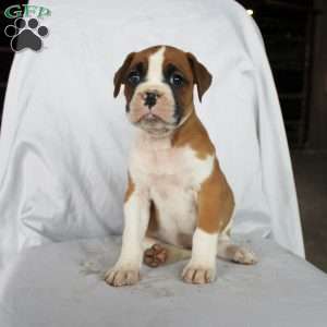 Betsy, Boxer Puppy