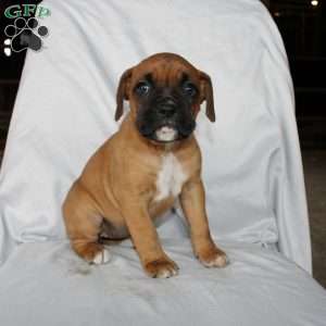 Betty, Boxer Puppy