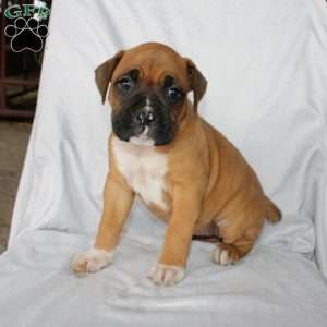 Bell, Boxer Puppy