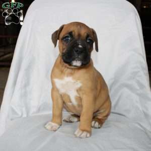 Barb, Boxer Puppy