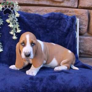 Baxter, Basset Hound Puppy