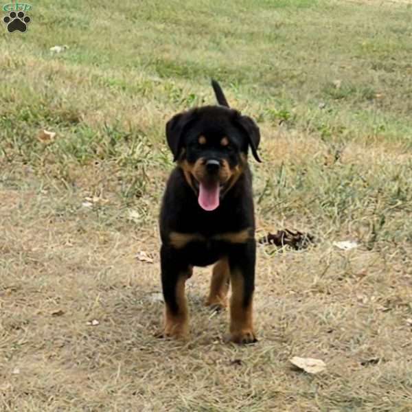 Marco, Rottweiler Puppy