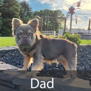 dad