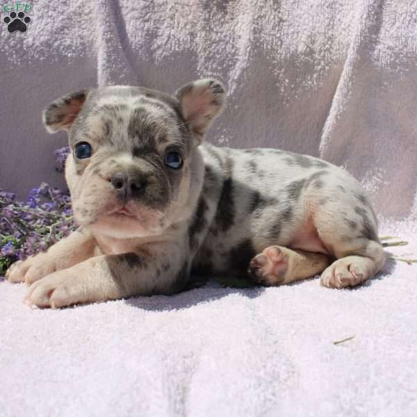 Chase, French Bulldog Puppy