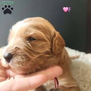 Lucy (Pink), Goldendoodle Puppy