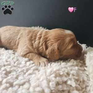 Lucy (Pink), Goldendoodle Puppy