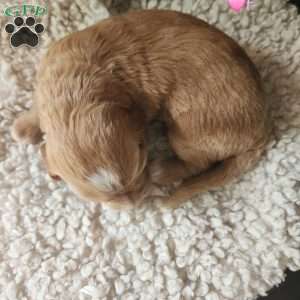 Lucy (Pink), Goldendoodle Puppy
