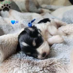 Domino, Miniature Schnauzer Puppy