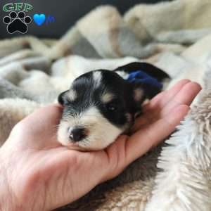 Domino, Miniature Schnauzer Puppy