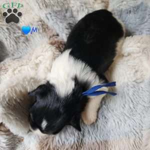 Domino, Miniature Schnauzer Puppy