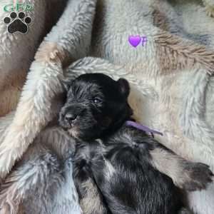 Princess Peach, Miniature Schnauzer Puppy