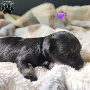 Princess Peach, Miniature Schnauzer Puppy