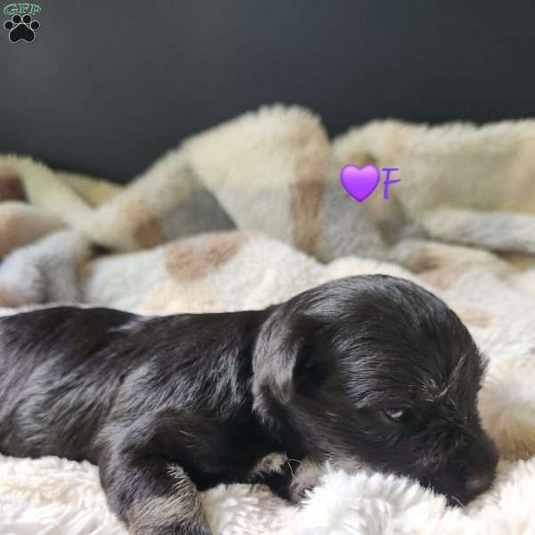 Princess Peach, Miniature Schnauzer Puppy