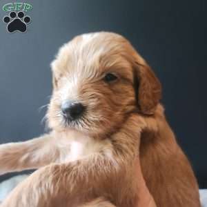 Lucy (Pink), Goldendoodle Puppy