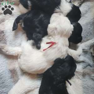 Domino, Miniature Schnauzer Puppy