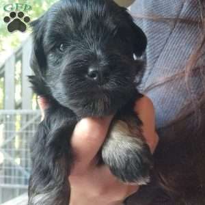 Princess Peach, Miniature Schnauzer Puppy