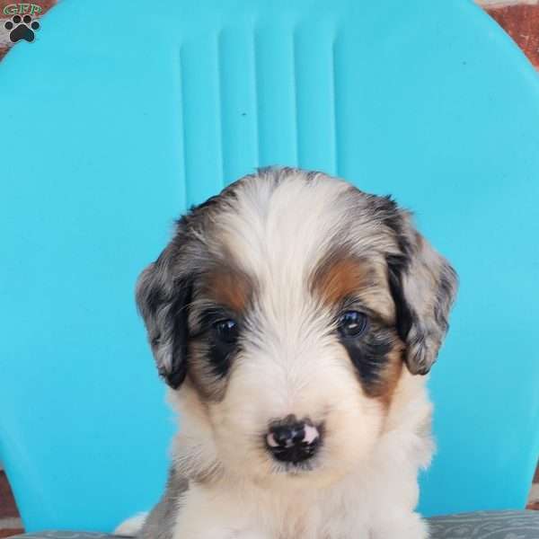Marley, Aussiedoodle Puppy