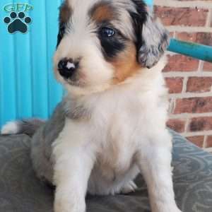Marley, Aussiedoodle Puppy