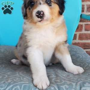 Maisie, Aussiedoodle Puppy