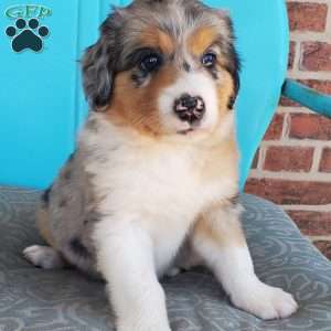 Maisie, Aussiedoodle Puppy