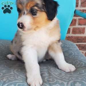 Maisie, Aussiedoodle Puppy