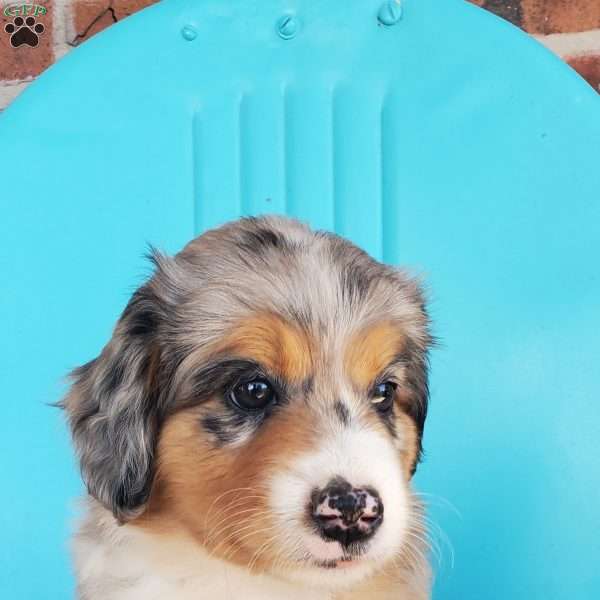Maisie, Aussiedoodle Puppy