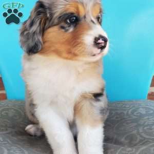Maisie, Aussiedoodle Puppy