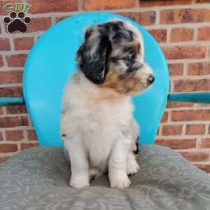 Mango, Aussiedoodle Puppy
