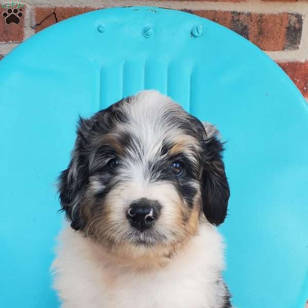 Mango, Aussiedoodle Puppy