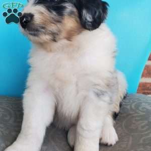 Mango, Aussiedoodle Puppy