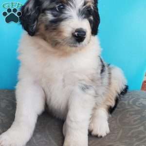 Mango, Aussiedoodle Puppy