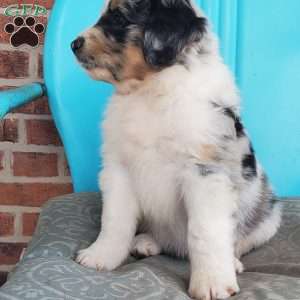 Mango, Aussiedoodle Puppy