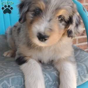 Max, Aussiedoodle Puppy