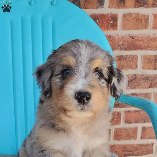 Max, Aussiedoodle Puppy