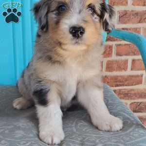 Max, Aussiedoodle Puppy