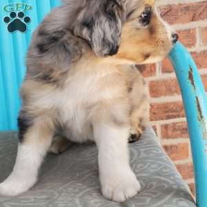 Max, Aussiedoodle Puppy